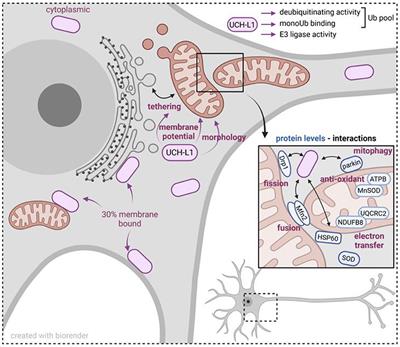 Role of the deubiquitinating enzyme UCH-L1 in mitochondrial function
